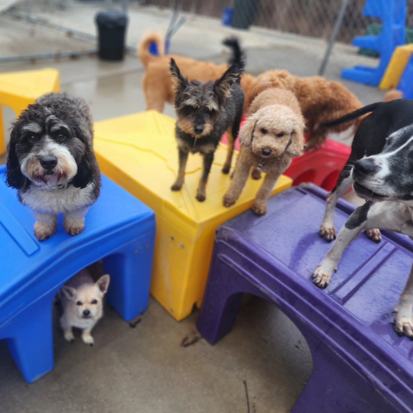 Small dogs sitting on colorful plastic stools, with one tiny white puppy peeking from below