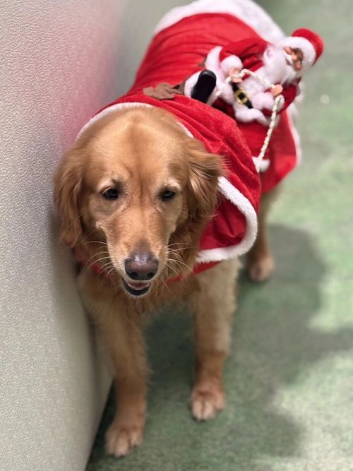 Happy Paws Inn