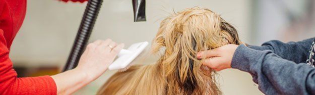 Dog grooming