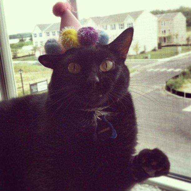 Good Mojo Pet Care | Lindros