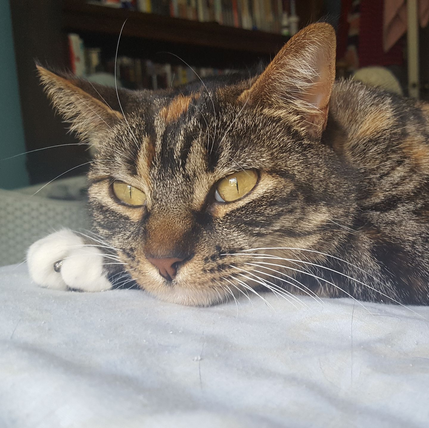 Good Mojo Pet Care | Madam Mayor