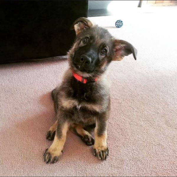 Good Mojo Pet Care | Sammer