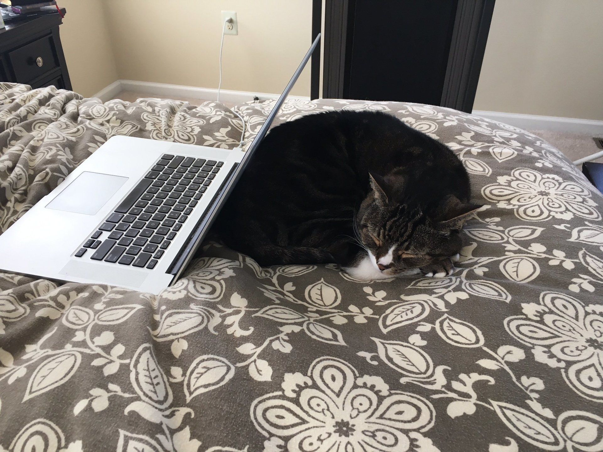 Good Mojo Pet Care | Stewie