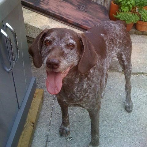 Good Mojo Pet Care | Loki