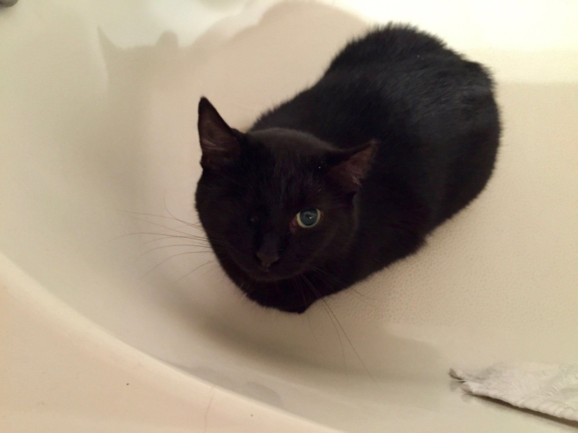 Good Mojo Pet Care | Ella