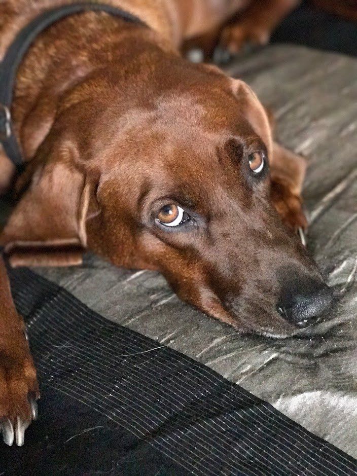 Good Mojo Pet Care | Jack