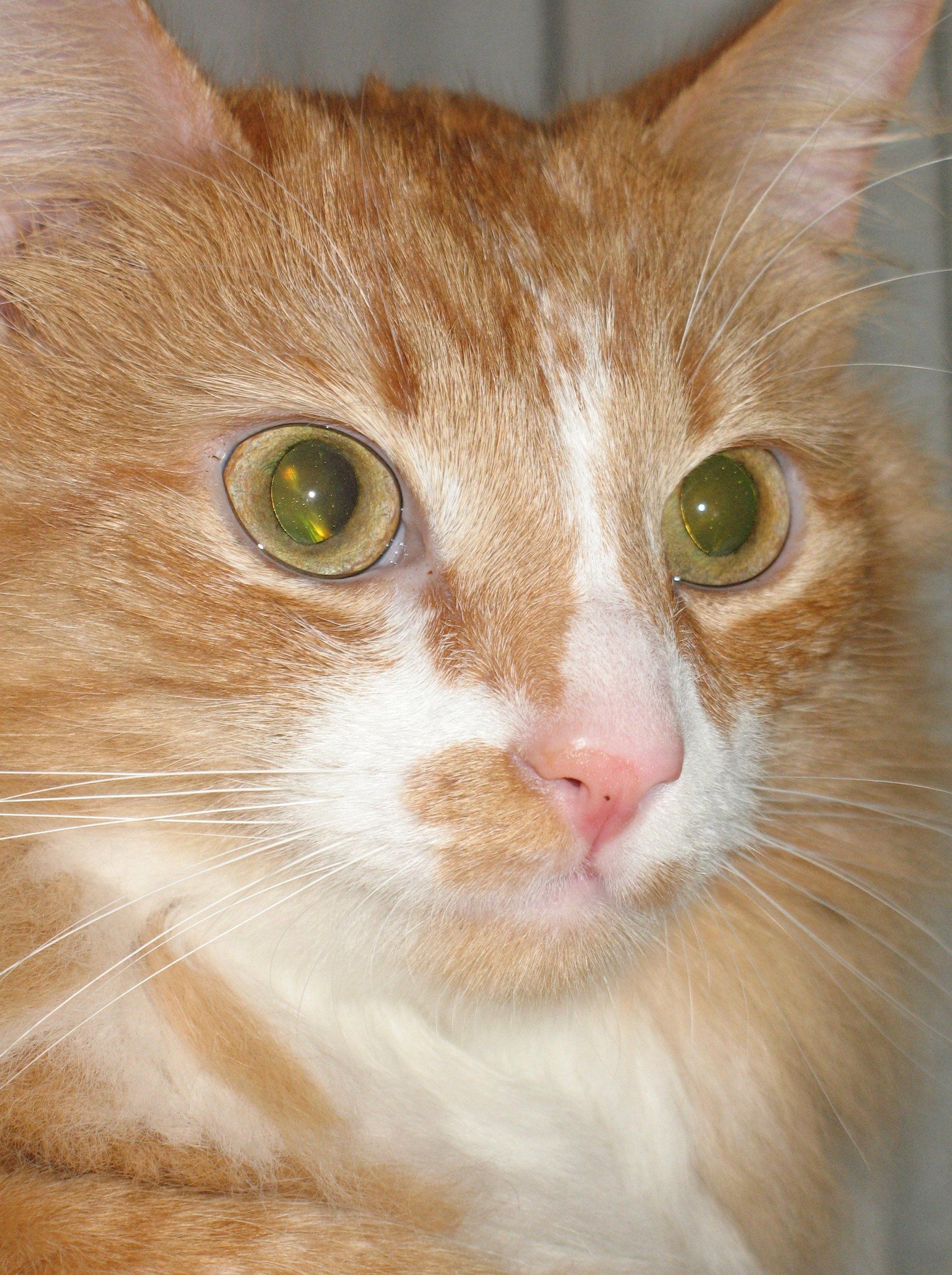 Good Mojo Pet Care | Mr. Tibbs