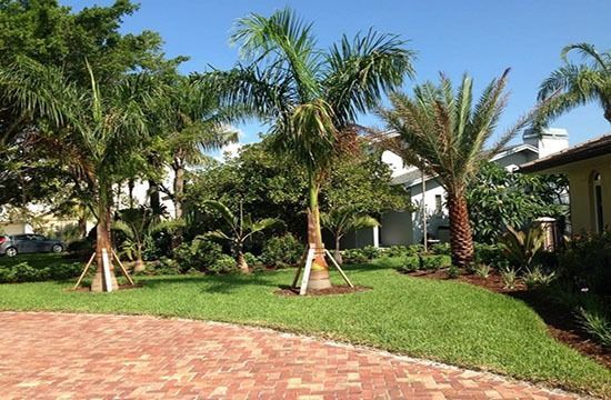 Sunny landscaped yard with palm trees, green grass, and a brick driveway beside a house