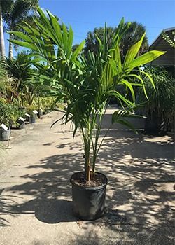 Potted palm plant with green fronds outdoors on a sunny patio
