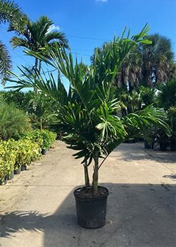 Potted palm plant on a sunny outdoor nursery path with tropical greenery