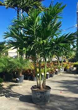 Potted palm tree in a nursery, with other plants and a sunny blue sky in the background