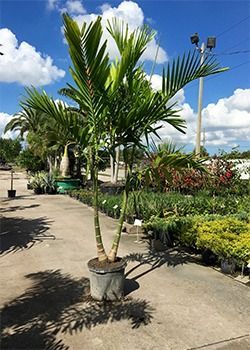 Potted palm tree in a plant nursery under a bright blue sky with clouds.