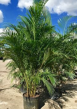 Potted palm plant outdoors in bright sunlight against a blue sky and sandy background