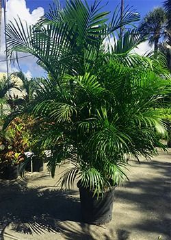Potted palm plant with lush green fronds outdoors in bright sunlight