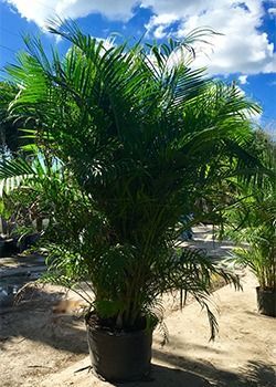 Potted palm plant in a sunny outdoor nursery under a blue sky with clouds