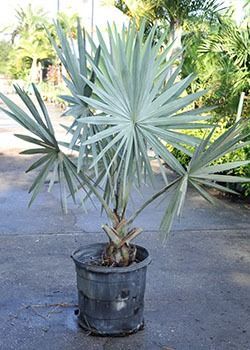 Potted blue-green palm with fan-shaped leaves on a paved outdoor surface