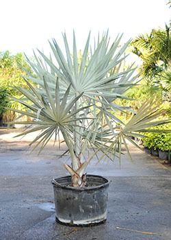 Potted silver-blue desert plant with spiky leaves on a paved outdoor surface