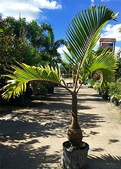 Potted young palm tree with green fronds in a sunny outdoor nursery walkway