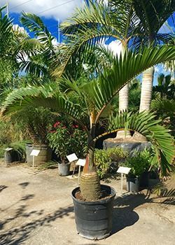 Potted palm tree with green fronds in a sunny outdoor nursery, surrounded by other plants