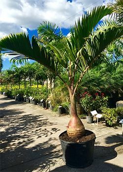 Potted bottle palm tree in a nursery under a bright blue sky