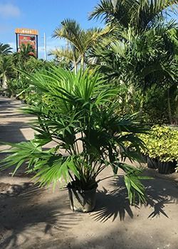 Potted tropical palm plant on a sunny nursery walkway, with larger palms and other plants behind it.