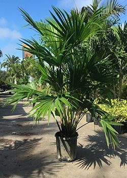 Potted palm tree with large green fronds in a sunny outdoor nursery