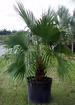 Potted palm tree with large green fronds in a grassy outdoor setting