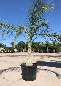 Potted young palm tree on a sunny outdoor lot under a clear blue sky