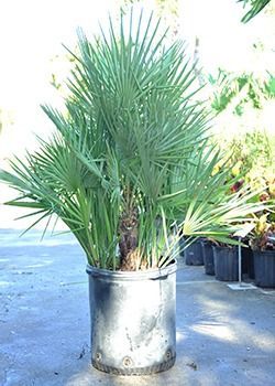 Potted fan palm in a metal container outdoors on a sunlit concrete surface