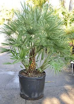 Potted palm plant in a black container on a sunlit outdoor patio