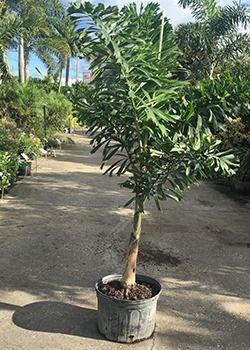 Potted young tree in a nursery walkway, surrounded by lush green plants and palm trees