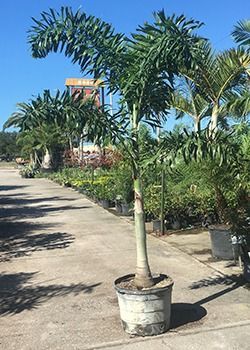 Potted palm tree beside a concrete path in a sunny outdoor nursery