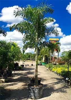 Potted palm tree in a garden center under a bright blue sky with clouds