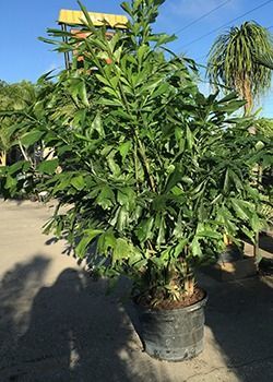 Potted leafy green shrub in a black nursery pot outdoors on a sunny day