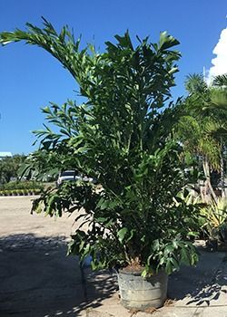 Potted leafy green shrub outdoors on a sunny day under a blue sky