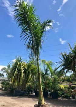 Tall palm tree in a tropical nursery under a bright blue sky