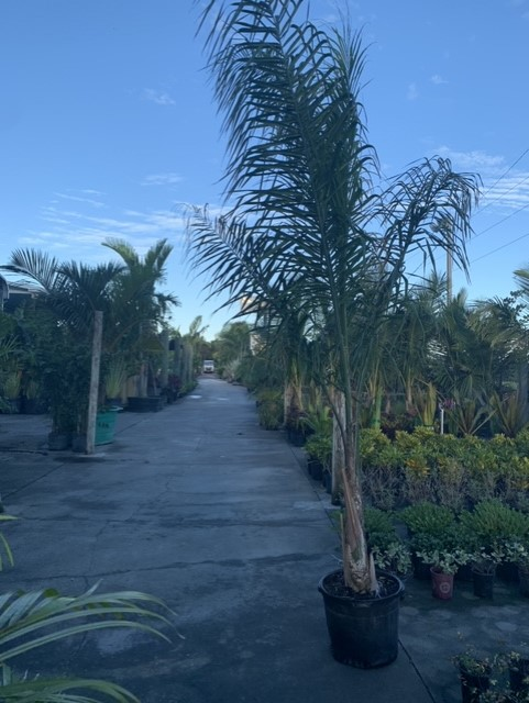 Palm tree nursery along a paved path under a blue sky
