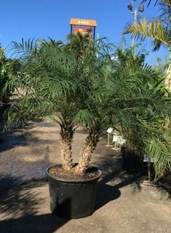 Potted palm tree outdoors in bright sunlight against a clear blue sky