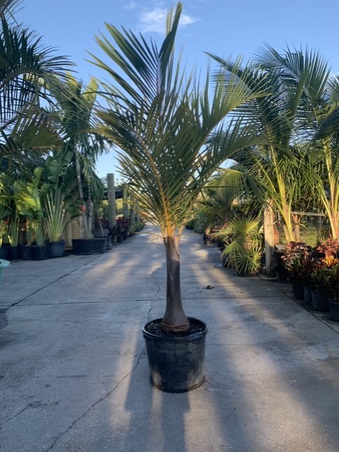 Potted palm tree centered on a sunny nursery aisle with rows of palms on both sides