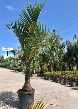Potted palm tree in a nursery, with rows of plants and a bright blue sky.