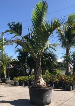 Potted palm tree in a nursery under bright blue sky with rows of plants in the background