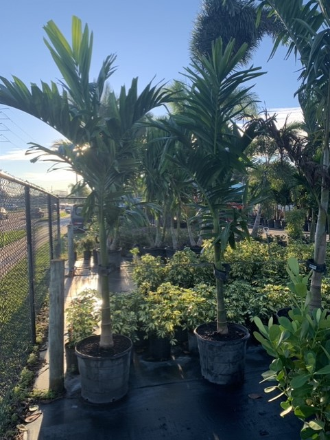 Potted palm trees and shrubs in a sunny outdoor nursery or garden center