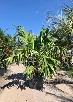 Potted palm tree in a sunny outdoor nursery with blue sky and other palms in the background