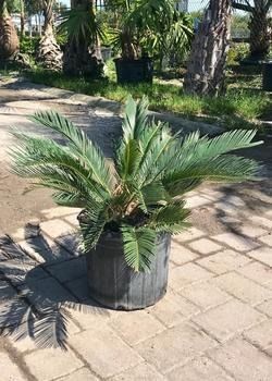 Potted sago palm on a brick patio with trees and greenery in the background