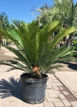 Potted palm plant on a sunny sidewalk with other palms in the background