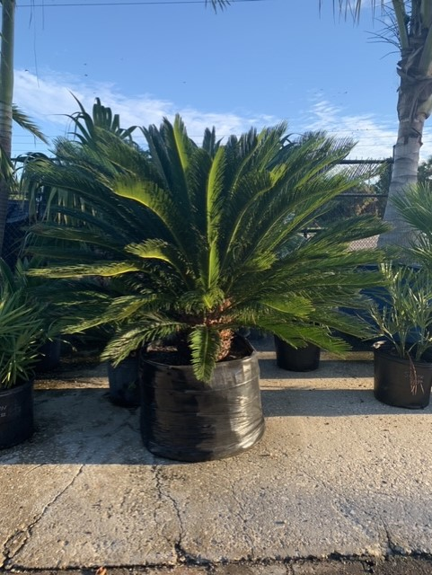 Potted sago palm in a nursery, with dark green fronds against a blue sky.
