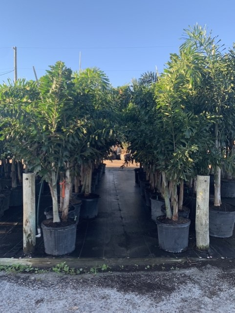 Potted palms lined up in a nursery aisle under a clear blue sky
