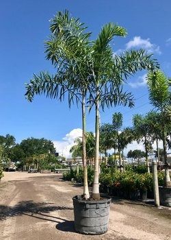Tall palm tree in a black pot on a sunny nursery lot, with rows of palms and blue sky in the background