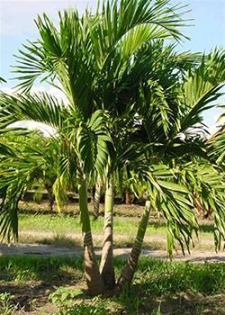 Cluster of young palm trees with green fronds in a sunny grassy field