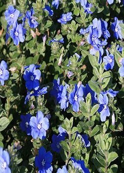 Cluster of vivid blue flowers with green leaves in sunlight